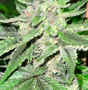 Mystic Mountain Blue Berry
